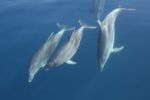 Delphine - Yachtcharter Schweden & Mitsegeln
