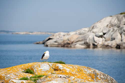 Yachtcharter Schweden Stockholmer Schärengarten